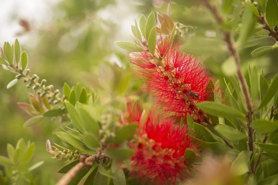 (3 Gallon) Bottle Brush Plant