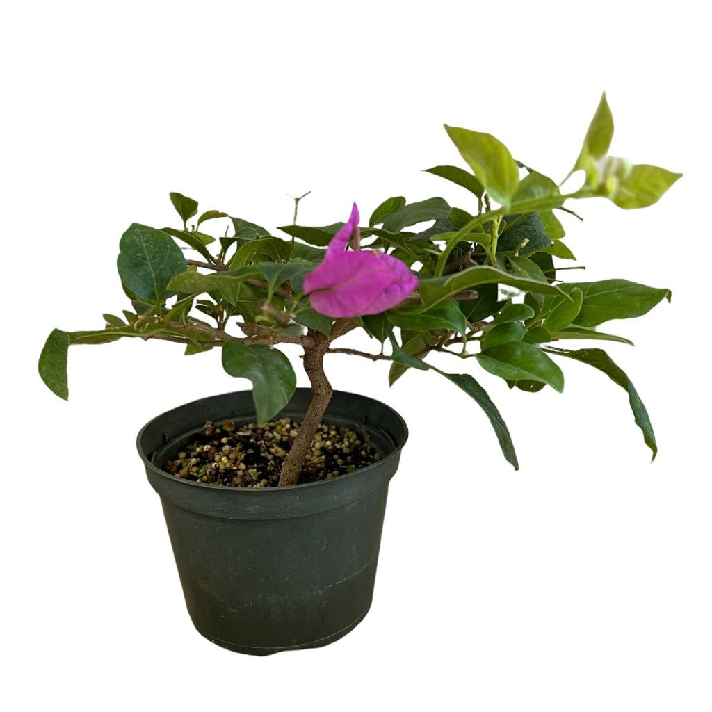 Bonsai Bougainvillea (Live Plant)