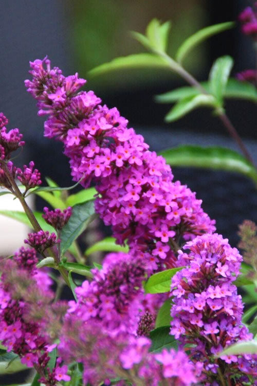 Buddleia Tutti Fruitti Flutterby Petite