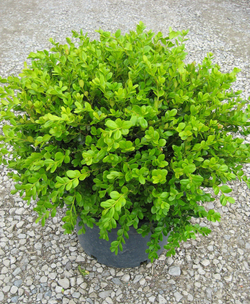 Winter Gem Boxwood