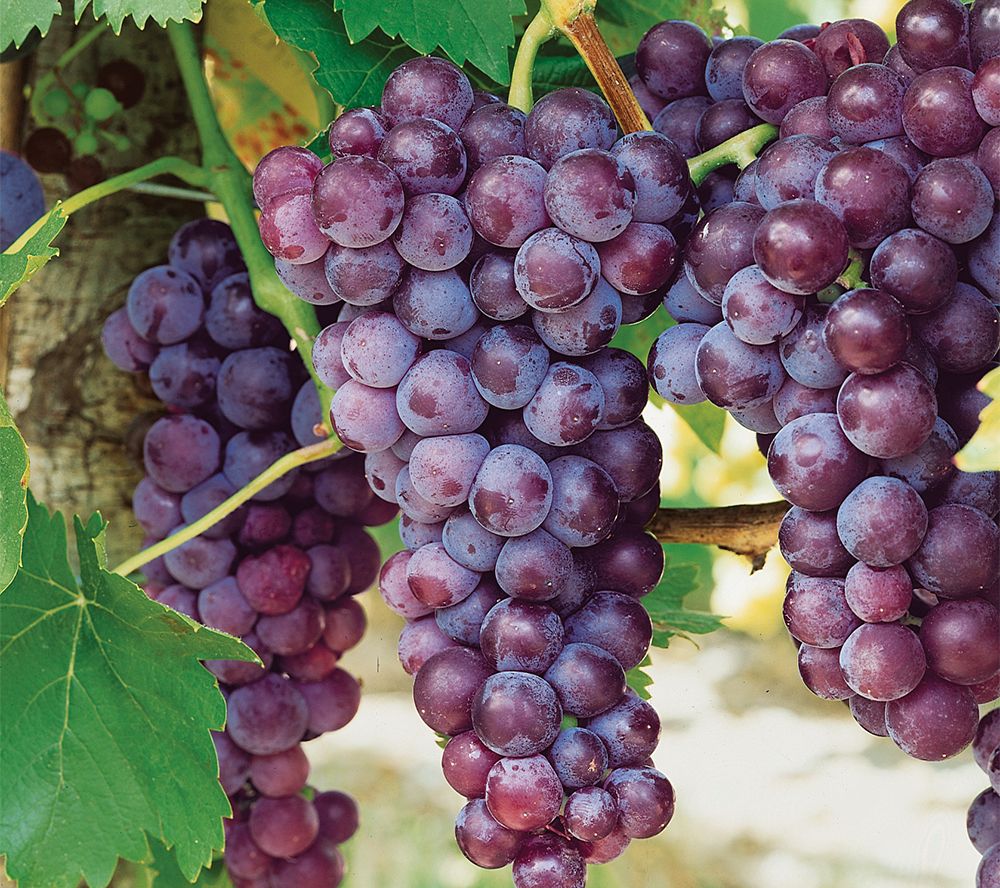 Canadice Seedless Grapes