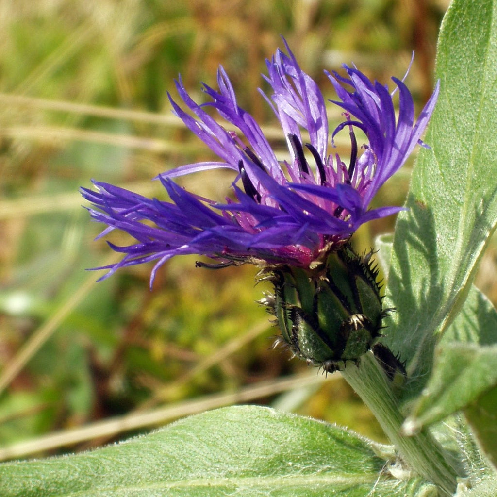 ( 1 Gallon ) Centaurea Montana