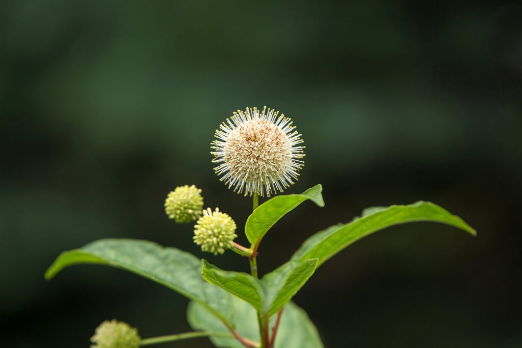 Cephalanthus First Editions, Fiber Optics Unique Round White Flowers