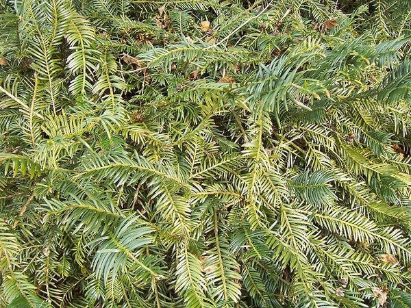 Plum Yew Prostrata Dwarf Conifer Evergreen with a Wide, Rounded Crown, Long, Dark Green Needles.