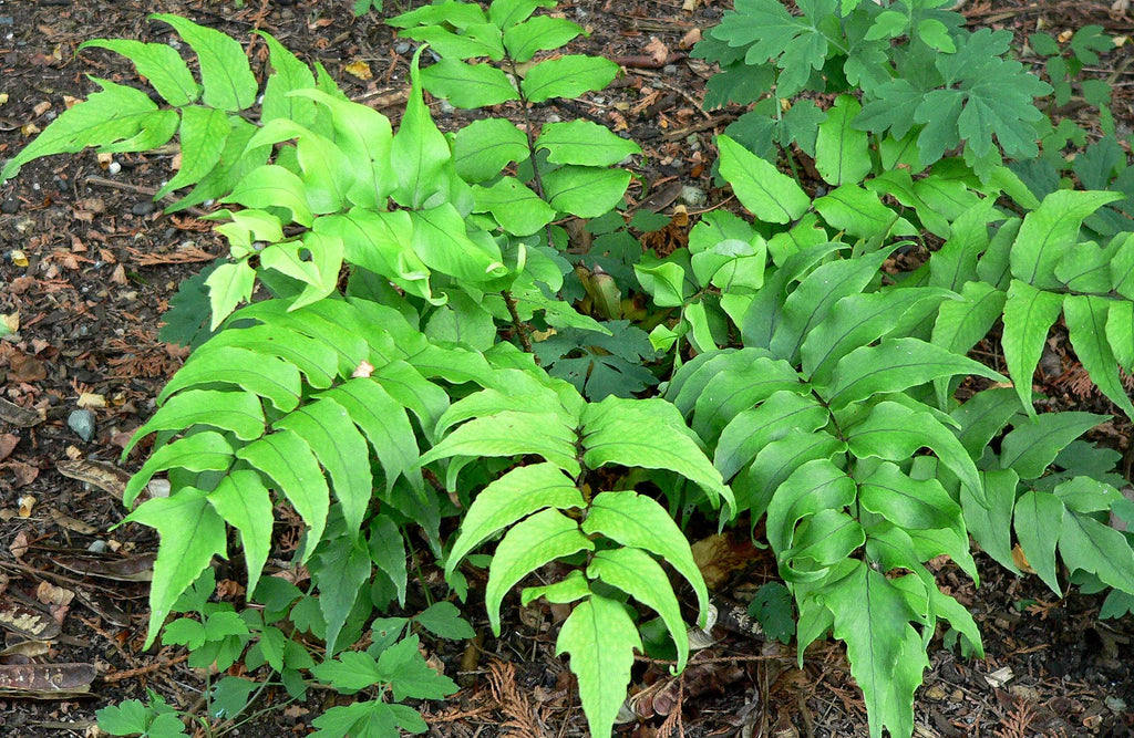 Fern: Cyrtomium Falcatum 'Rochfordianum' Japanese Holly Fern