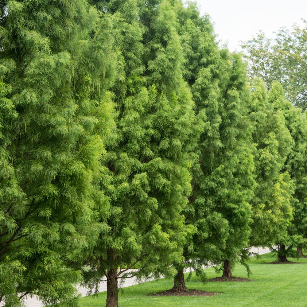 Dawn Redwood Tree