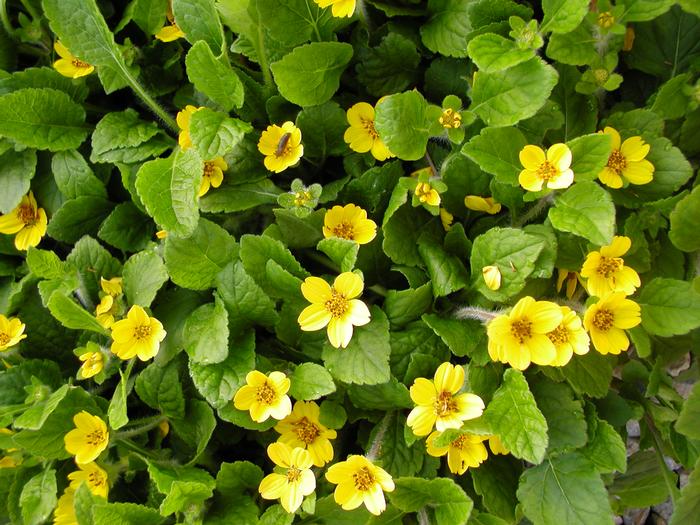 Chrysogonum Virginianum Pierre, Green and Gold