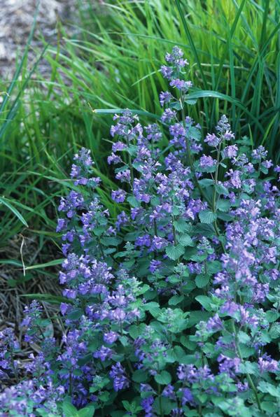 Nepeta X Faassenii 'Blue Wonder' Catmint