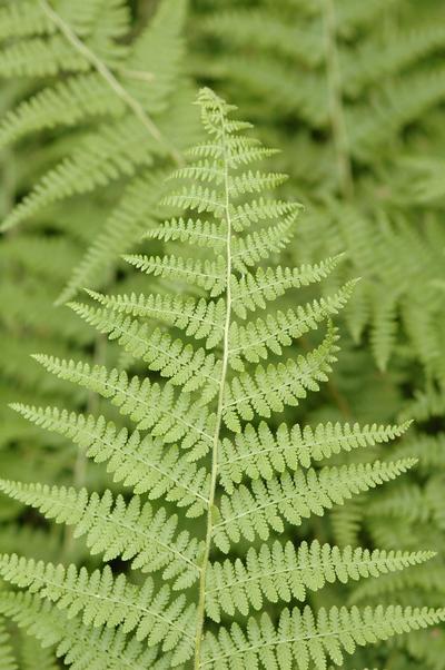 Dennstaedtia Punctilobula Hay Scented Fern