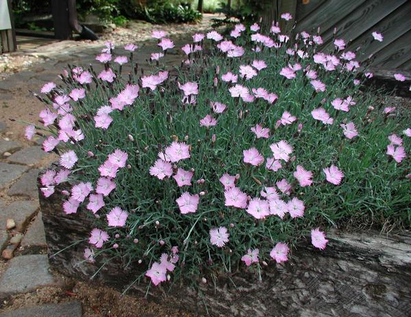 Dianthus Gratianoapolitanus 'Baths Pink'