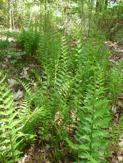 Dryopteris Ludovichiana Southern Shield Fern-Triangular, Fronds Are Glossy, Dark Green In Maturity