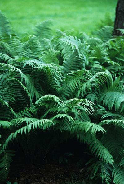 Osmunda Cinnamomea "Cinnamon Fern"