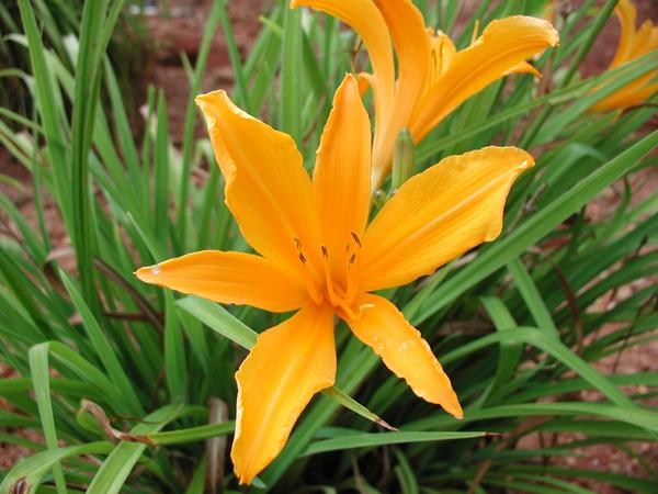 Hemerocallis 'Aztec Gold' Aztec Gold Daylily