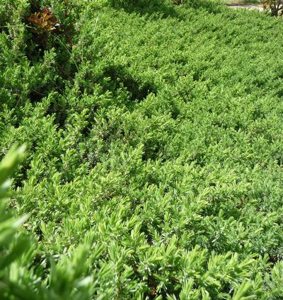 Juniper Blue Pacific, Low Growing, Evergreen Conifer, Surprisingly Soft To The Touch, Birds Are Attracted To The Bluish Cone-Like Berries In The Fall