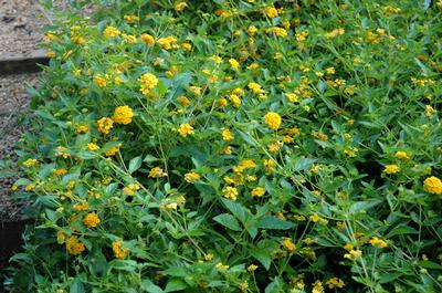 Lantana X 'New Gold' New Gold Lantana