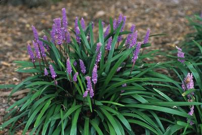 Liriope Muscari 'Christmas Tree' Christmas Tree Lily Turf