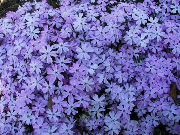 Phlox Subulata 'Blue Emerald' Blue Creeping Phlox