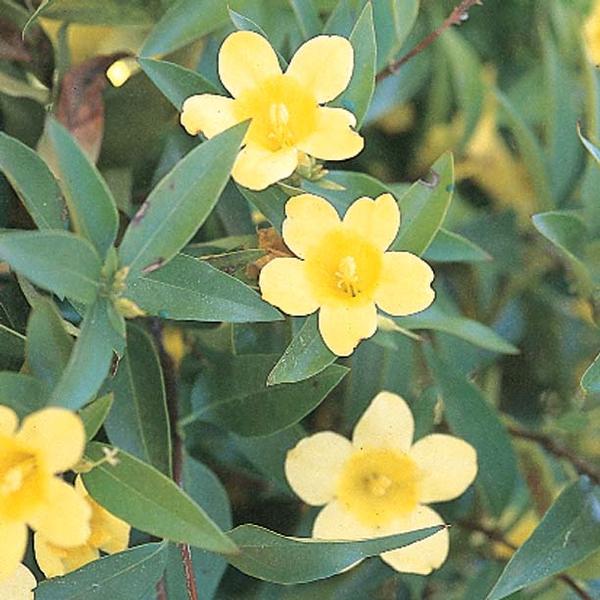 Gelsemium Sempervirens, Carolina Jessamine