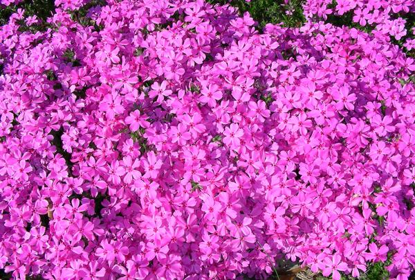 Phlox Subulata 'Red Wings' Red Wings Creeping Phlox