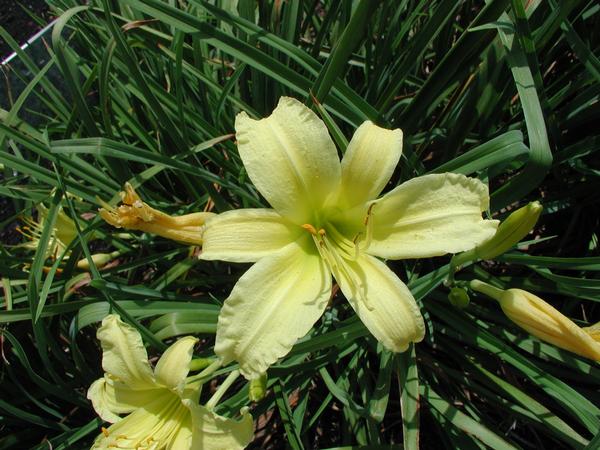 Hemerocallis 'White Triangle' White Triangle Daylily