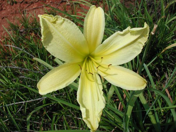 Hemerocallis 'Hyperion' Hyperion Daylily