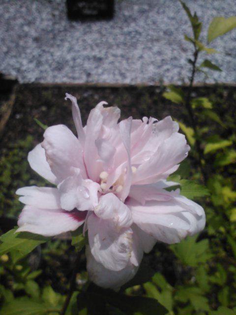 Double Pink Althea Rose of Sharon, Abundance of Gorgeous, Double Pink, Carnation-Like Flowers