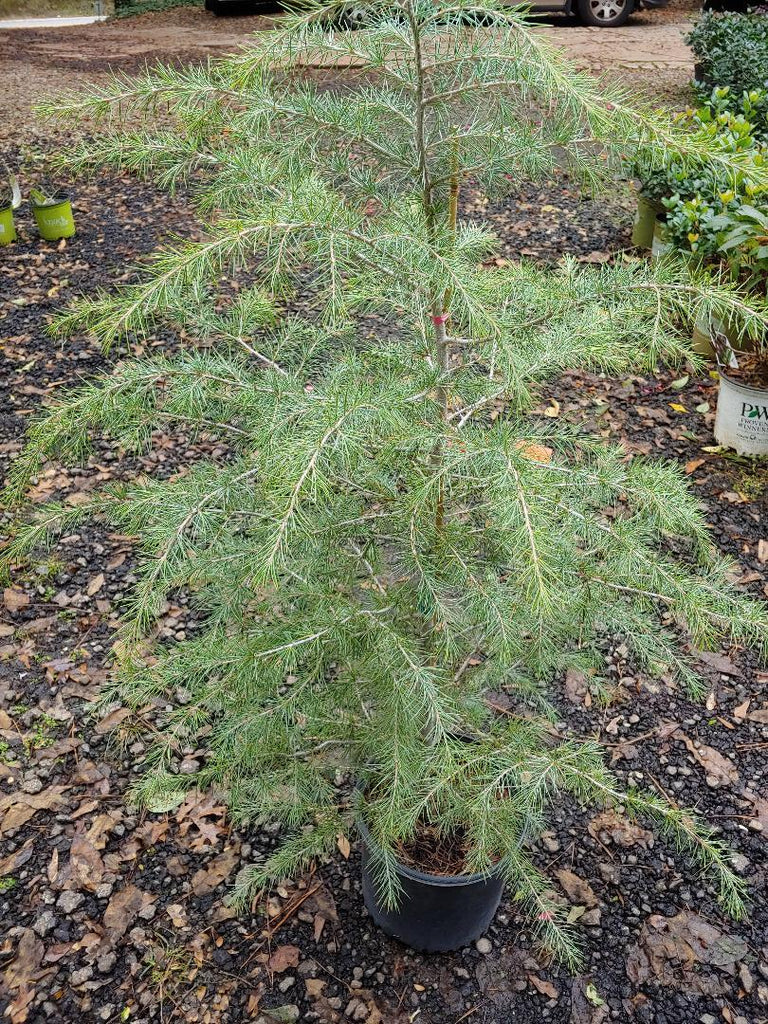 (1 Gallon) Electra Blue Deodar Cedar