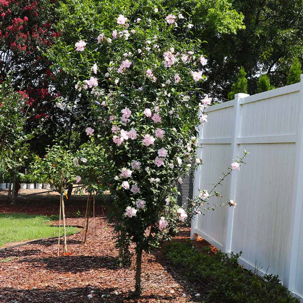 Lady Stanley Althea Double Pink Tree Form