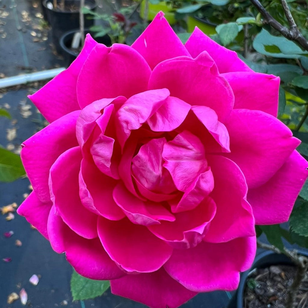 Pink Double Knockout Rose