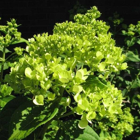 Little Lime Hydrangea