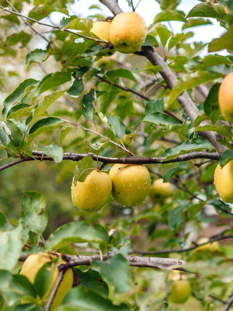 Ein Shemer Apple Tree