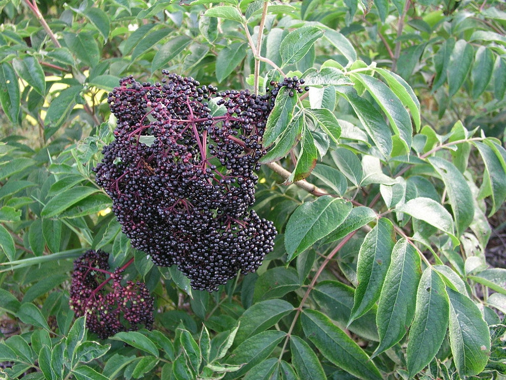 Wyldewood Ranch Elderberry