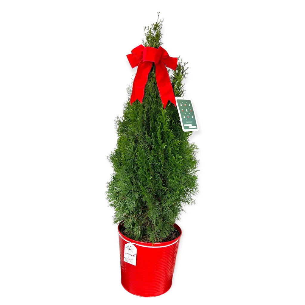 Thuja Emerald Green Arborvitae-Mini Christmas Trees Live