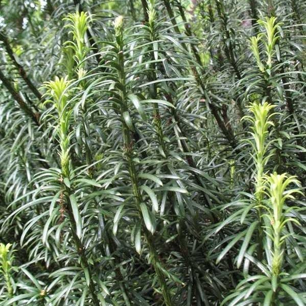 Buy Cephalotaxus Harringtonia Fastigiata Plants & Trees Online 