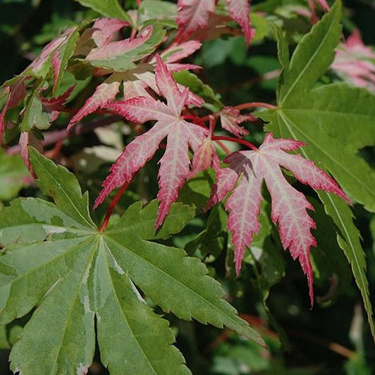 (3 Gallon) Asahi-Zuru (Orido-Nishiki) Japanese Maple (Acer Palmatum)