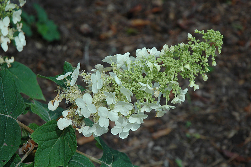 Ellen Huff Oakleaf Hydrangea