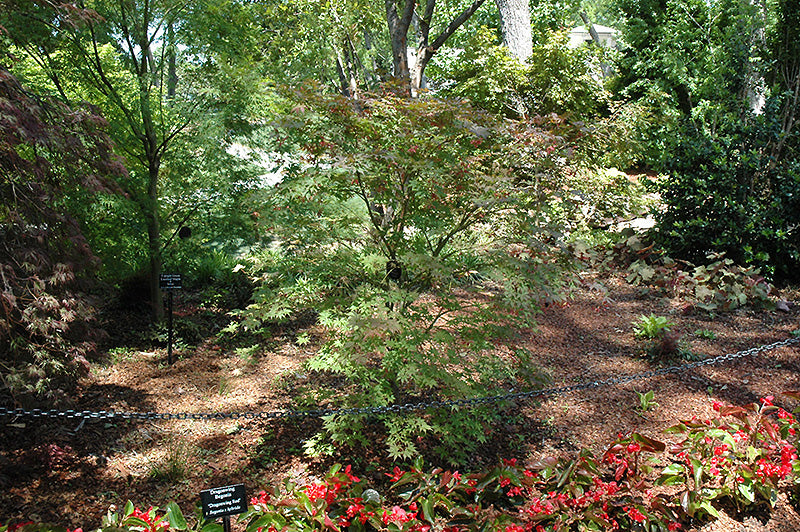 Grandma Ghost Japanese Maple