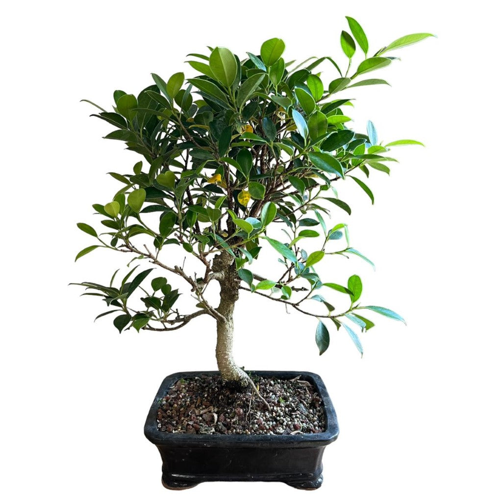 Bonsai Ficus (Live Plant)