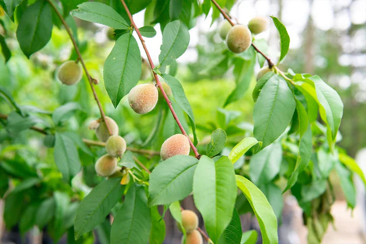 Florida King Peach Tree