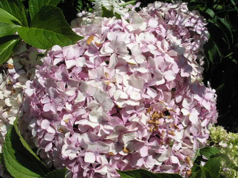 Hydrangea 'Big Daddy'