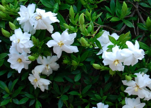 Dwarf Radican Gardenia