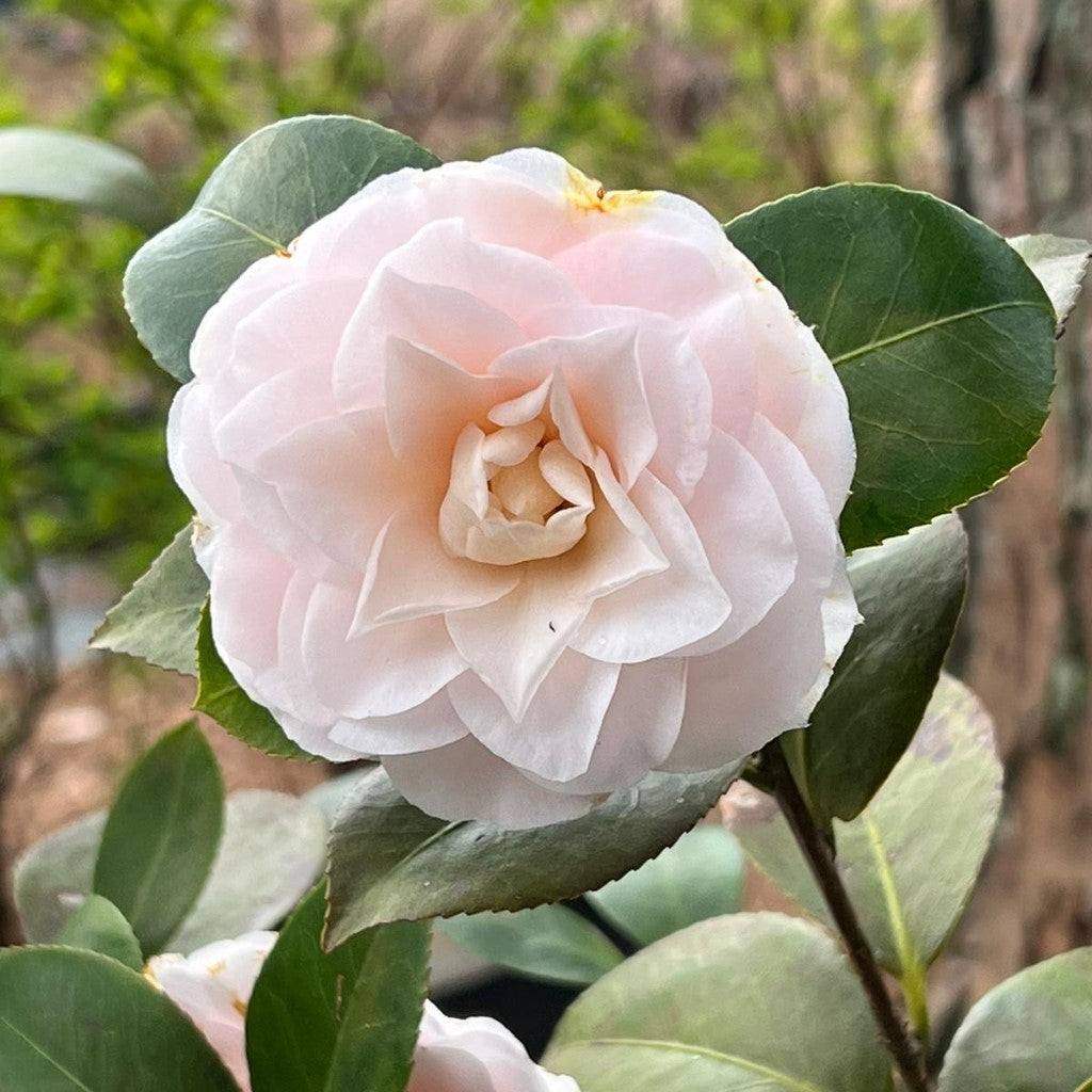 Goggy Camellia