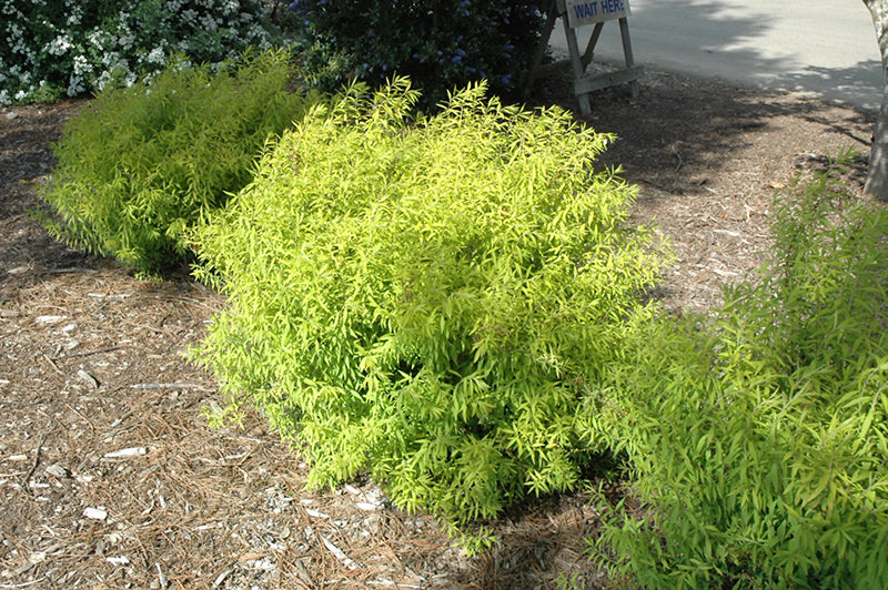 (1 Gallon) Mellow Yellow Spirea