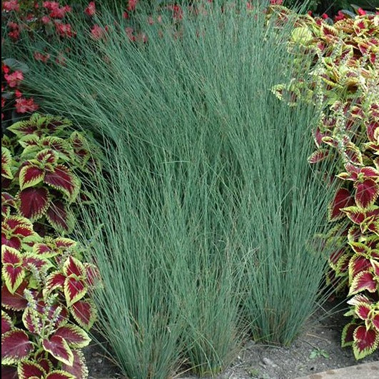 Juncus Blue Arrows