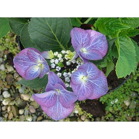 Hydrangea 'Zorro'