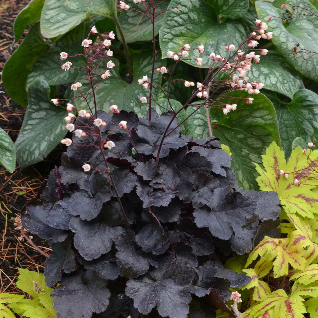 (1 Gallon) Heuchera 'Little Cutie Coco' Coral Bells