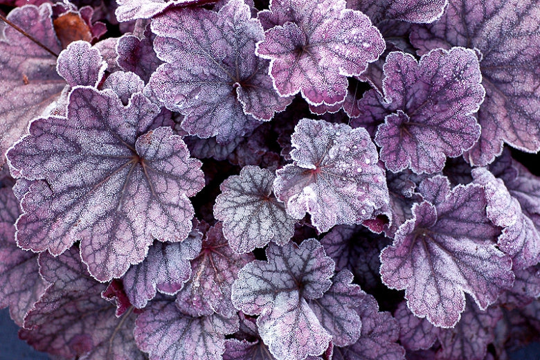 (1 Gallon) Heuchera 'Sugar Plum' Coral Bells