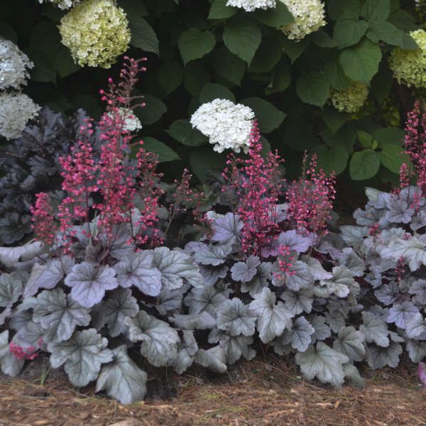 1 Gallon Pot: Heuchera Dolce® 'Silver Gumdrop' PPAF Coral Bells, Alumroot