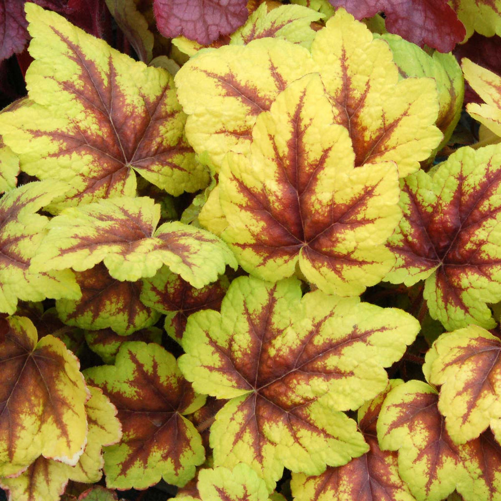 Heucherella Stoplight