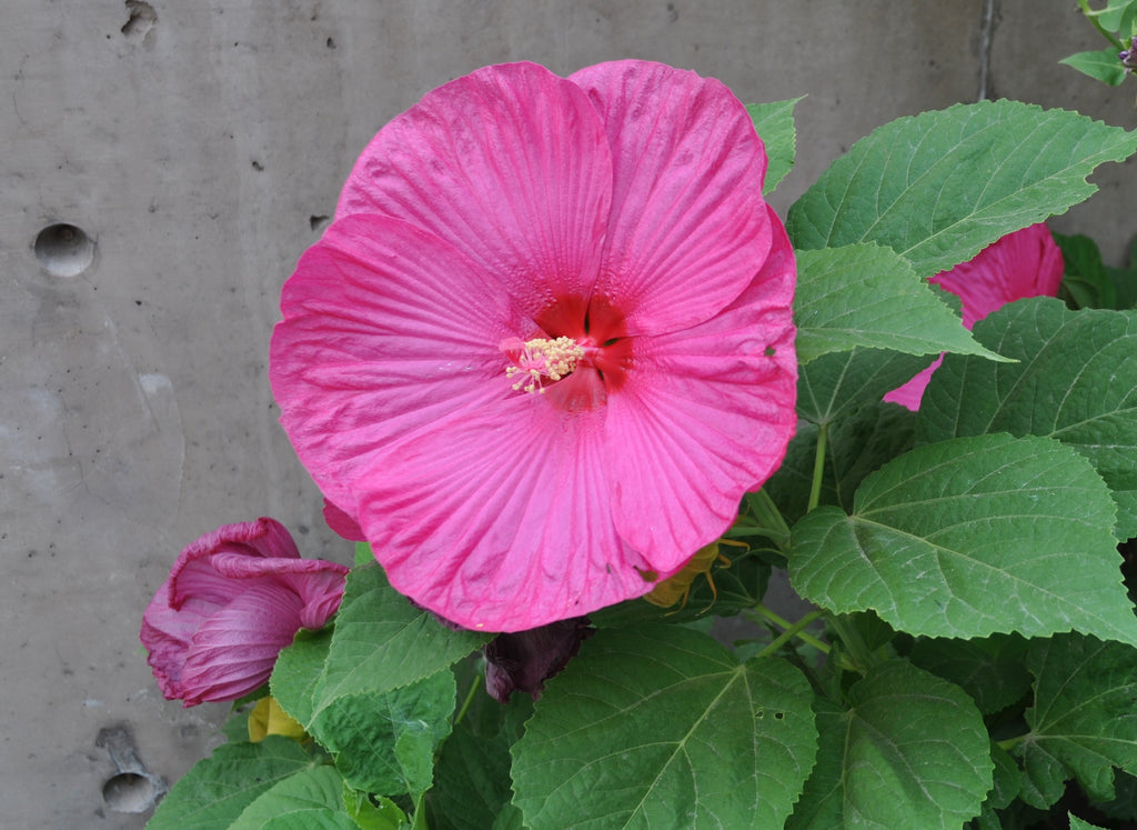 Hibiscus 'Luna Rose'